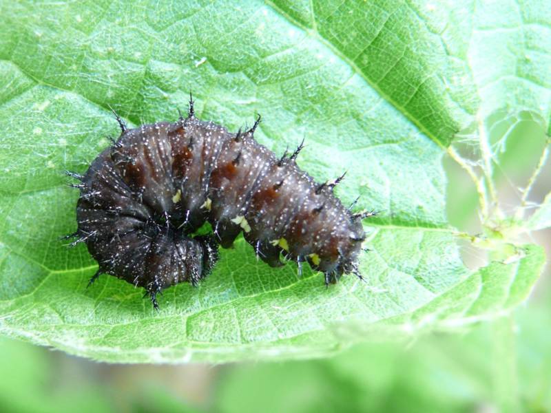 Бабочка адмирал - описание, как выглядит, где обитает, Красная книга