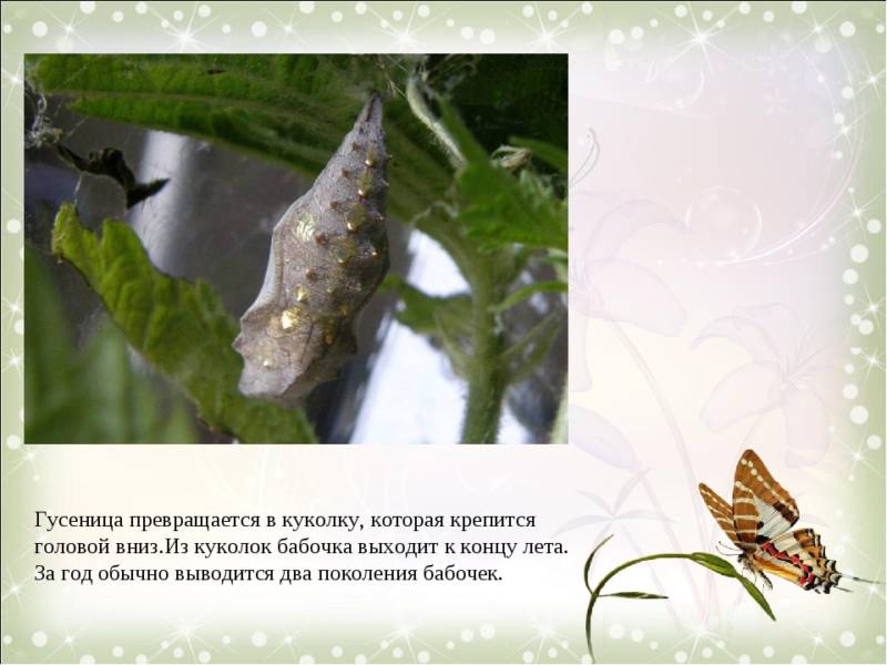 Бабочка адмирал - описание, как выглядит, где обитает, Красная книга