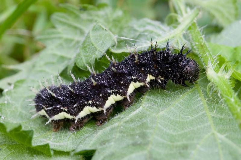 Бабочка адмирал - описание, как выглядит, где обитает, Красная книга