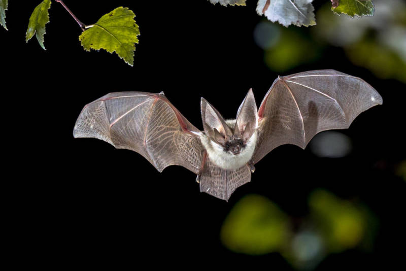 Бабочка адмирал - описание, как выглядит, где обитает, Красная книга