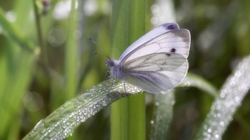 Бабочка капустница (капустная белянка): Чем вредны и как выглядят