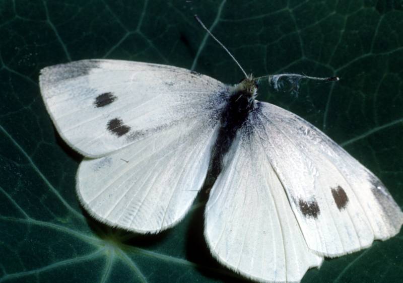 Бабочка капустница (капустная белянка): Чем вредны и как выглядят