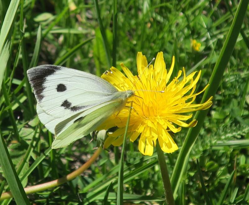 Бабочка капустница (капустная белянка): Чем вредны и как выглядят