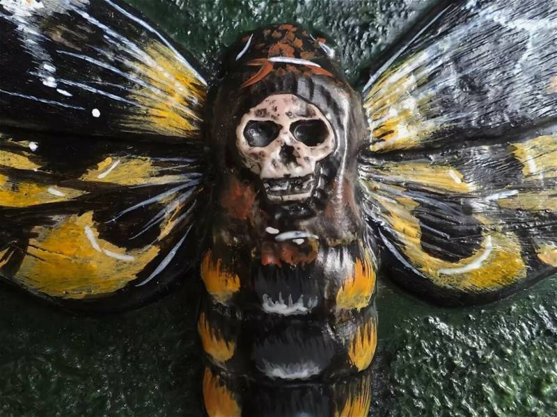 Бабочка мертвая голова - описание, классификация, питание, польза и вред насекомого