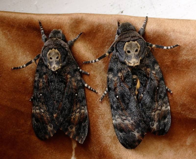 Бабочка мертвая голова - описание, классификация, питание, польза и вред насекомого