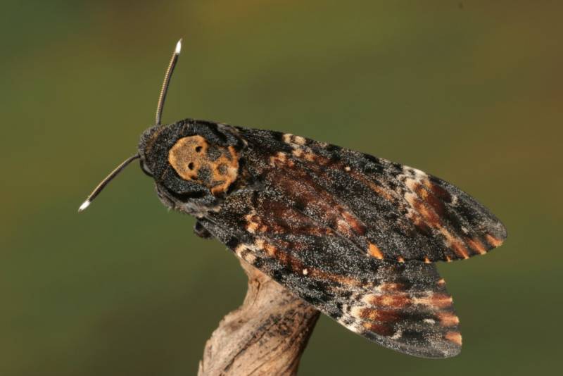 Бабочка мертвая голова - описание, классификация, питание, польза и вред насекомого