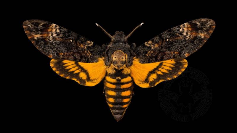 Бабочка мертвая голова - описание, классификация, питание, польза и вред насекомого