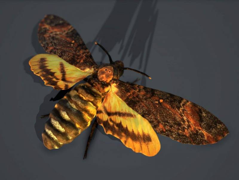 Бабочка мертвая голова - описание, классификация, питание, польза и вред насекомого