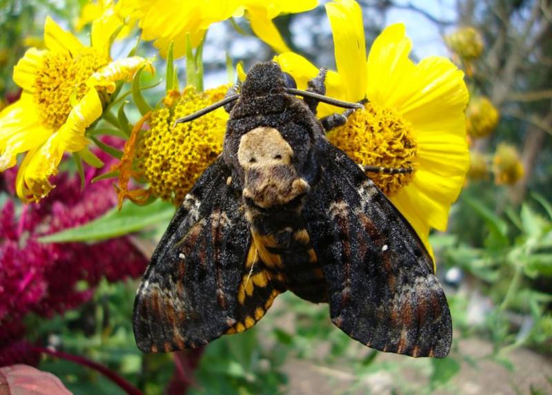 Бабочка мертвая голова - описание, классификация, питание, польза и вред насекомого