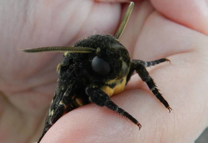 Бабочка мертвая голова - описание, классификация, питание, польза и вред насекомого