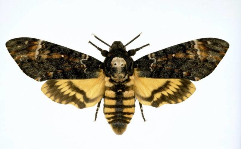 Бабочка мертвая голова - описание, классификация, питание, польза и вред насекомого