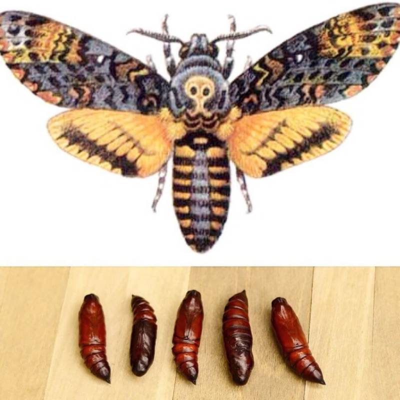 Бабочка мертвая голова - описание, классификация, питание, польза и вред насекомого