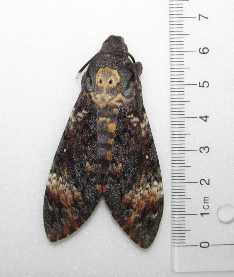 Бабочка мертвая голова - описание, классификация, питание, польза и вред насекомого