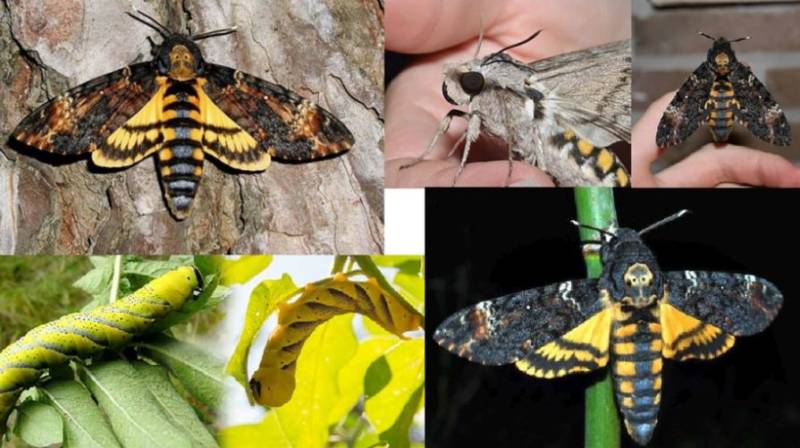 Бабочка мертвая голова - описание, классификация, питание, польза и вред насекомого