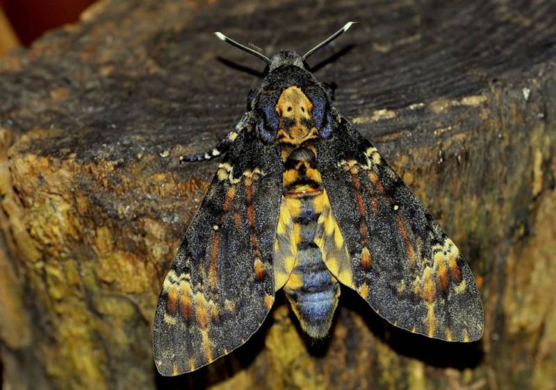 Бабочка мертвая голова - описание, классификация, питание, польза и вред насекомого