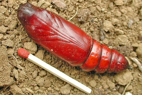 Бабочка мертвая голова - описание, классификация, питание, польза и вред насекомого