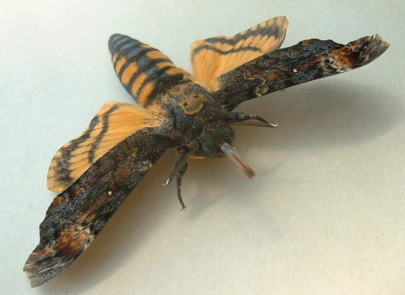 Бабочка мертвая голова - описание, классификация, питание, польза и вред насекомого