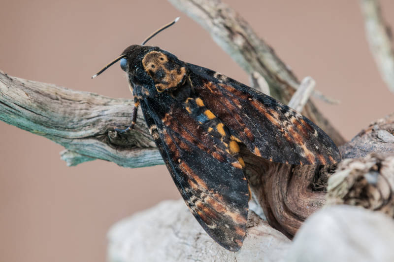 Бабочка мертвая голова - описание, классификация, питание, польза и вред насекомого
