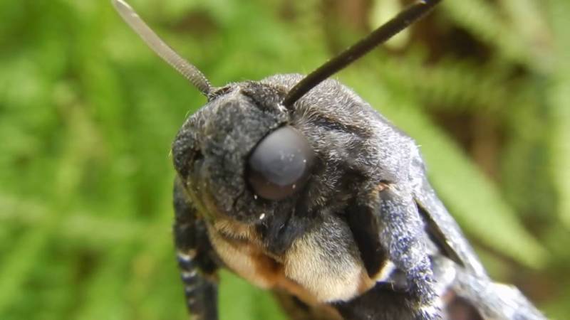 Бабочка мертвая голова - описание, классификация, питание, польза и вред насекомого