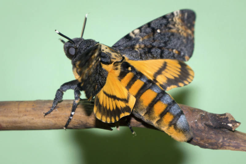 Бабочка мертвая голова - описание, классификация, питание, польза и вред насекомого