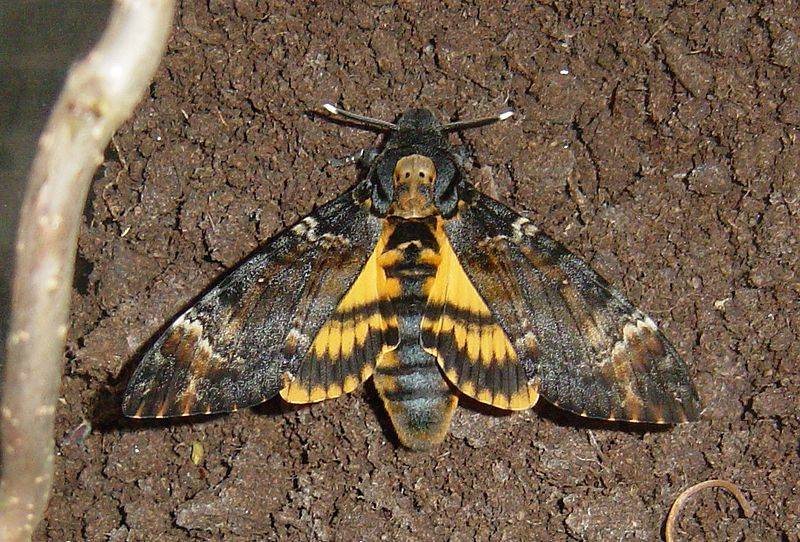 Бабочка мертвая голова - описание, классификация, питание, польза и вред насекомого