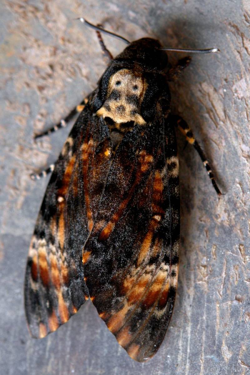 Бабочка мертвая голова - описание, классификация, питание, польза и вред насекомого