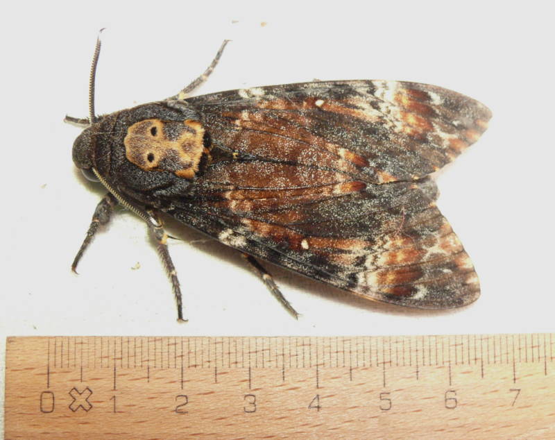 Бабочка мертвая голова - описание, классификация, питание, польза и вред насекомого