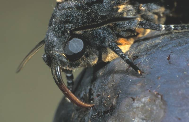 Бабочка мертвая голова - описание, классификация, питание, польза и вред насекомого