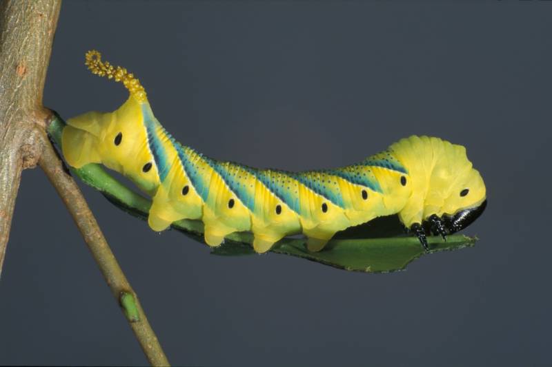 Бабочка мертвая голова - описание, классификация, питание, польза и вред насекомого