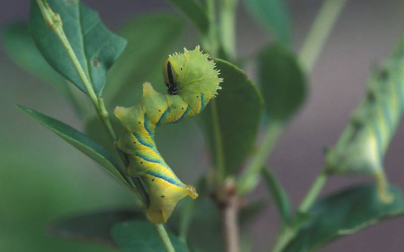 Бабочка мертвая голова - описание, классификация, питание, польза и вред насекомого
