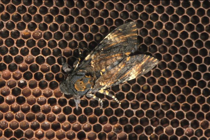 Бабочка мертвая голова - описание, классификация, питание, польза и вред насекомого