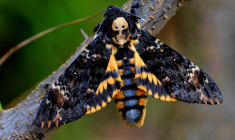 Бабочка мертвая голова - описание, классификация, питание, польза и вред насекомого