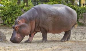 бегемот-1-1-300x178.jpg
