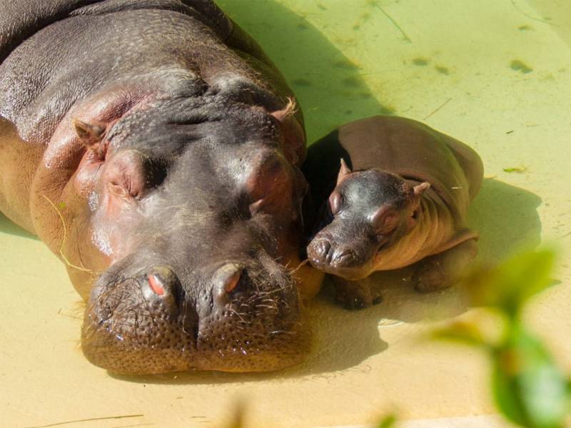 Бегемот - описание животного, виды, где живет, что ест