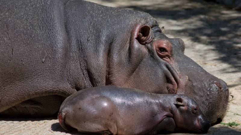 Бегемот - описание животного, виды, где живет, что ест