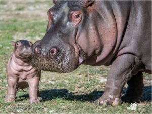 бегемот-120-300x225.jpg