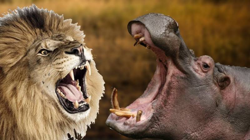 Бегемот - описание животного, виды, где живет, что ест