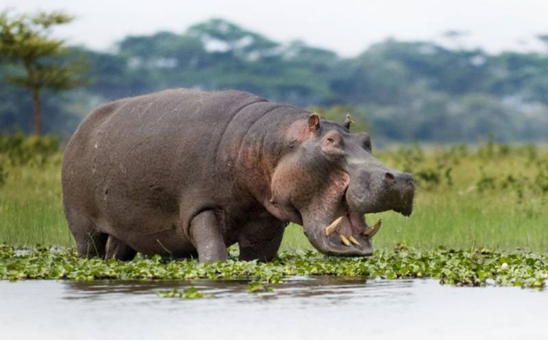Бегемот - описание животного, виды, где живет, что ест