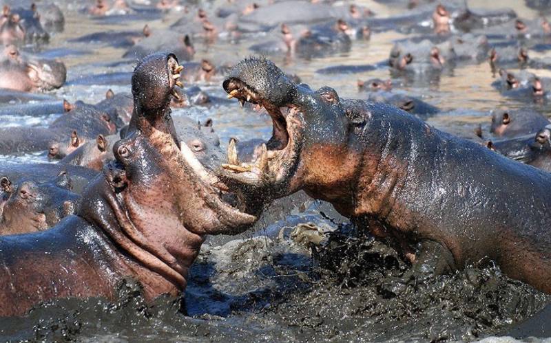 Бегемот - описание животного, виды, где живет, что ест