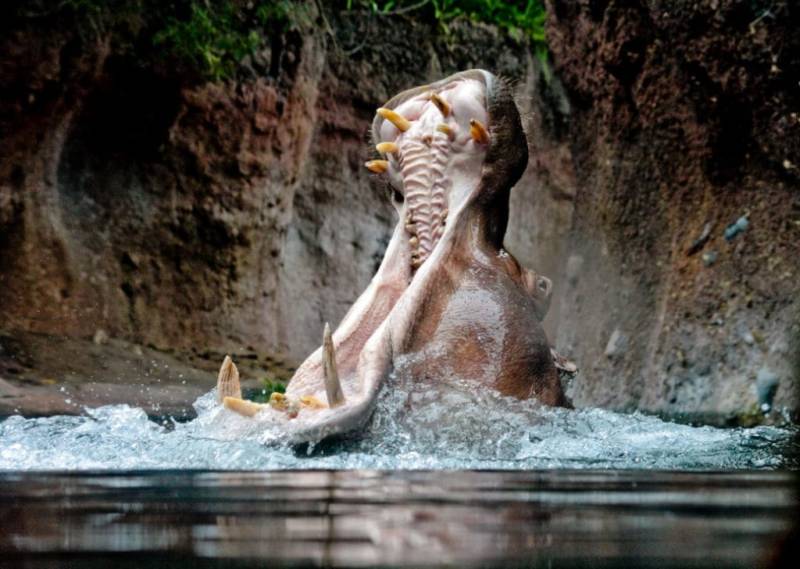 Бегемот - описание животного, виды, где живет, что ест