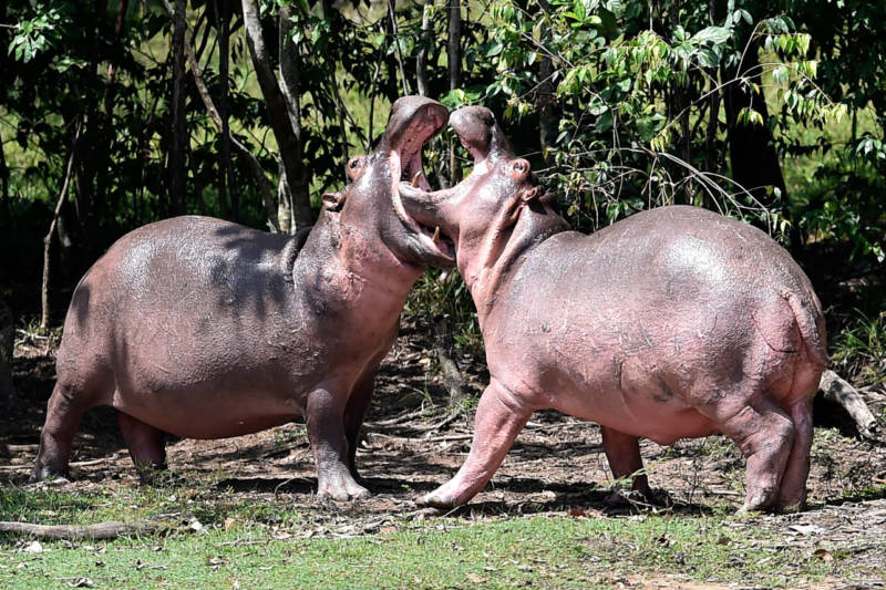 Бегемот - описание животного, виды, где живет, что ест