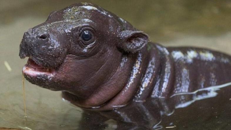 Бегемот - описание животного, виды, где живет, что ест