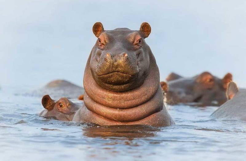 Бегемот - описание животного, виды, где живет, что ест
