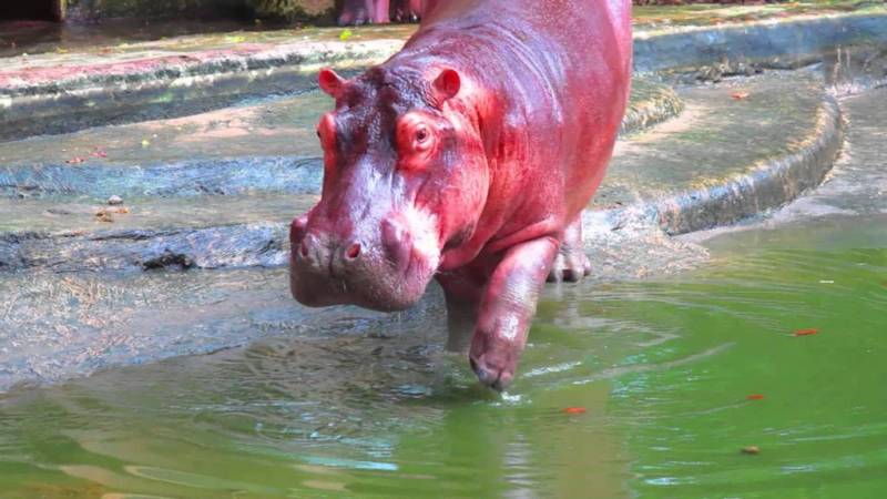 Бегемот - описание животного, виды, где живет, что ест