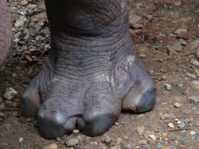 Бегемот - описание животного, виды, где живет, что ест