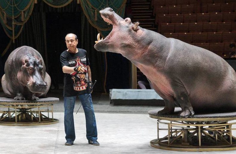 Бегемот - описание животного, виды, где живет, что ест