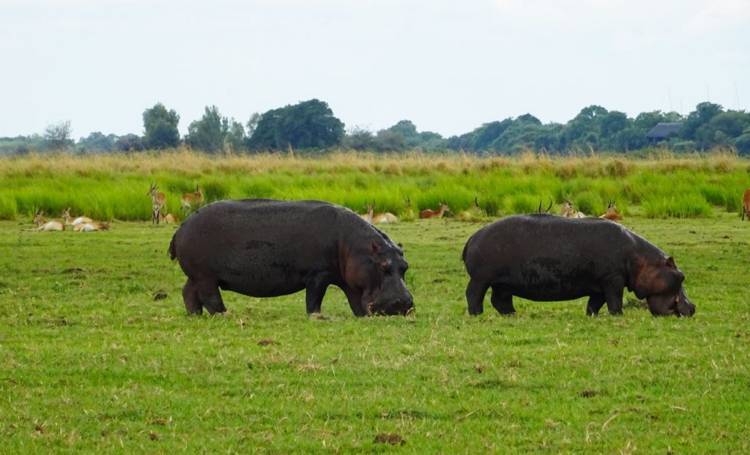 Бегемот - описание животного, виды, где живет, что ест