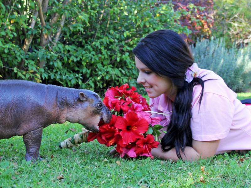 Бегемот - описание животного, виды, где живет, что ест