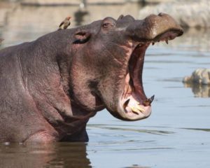 бегемот-6-2-300x240.jpg
