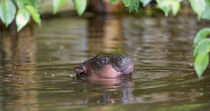 Бегемот - описание животного, виды, где живет, что ест